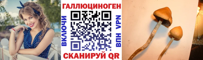 Галлюциногенные грибы Psilocybine cubensis Циолковский